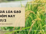 Giá lúa gạo hôm nay 21/02/2024: Tại Đồng bằng sông Cửu Long tiếp tục giảm mạnh cả lúa và gạo