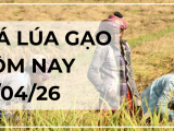 Giá Lúa Gạo Hôm Nay Ngày 21/4/2026: Giao Dịch Chậm