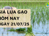 Giá Lúa Gạo Hôm Nay Ngày 21/7/2025: Thị Trường Lặng Sóng