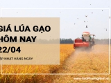 Giá lúa gạo hôm nay ngày 22/04/2024: Giá gạo không có biến động so với hôm qua