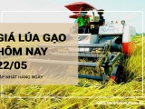 Giá lúa gạo hôm nay ngày 22/05/2024: Thị trường giao dịch ổn định với cả lúa và gạo