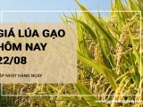 Giá lúa gạo hôm nay ngày 22/08/2024: Nhu cầu mua lúa chậm, do giá lúa quá cao