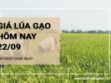 Giá lúa gạo hôm nay ngày 22/09/2024: Trong tuần qua giá lúa gạo liên tục điều chỉnh tăng, giảm