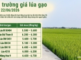 Giá lúa gạo hôm nay 22/6/2026: Giao dịch trầm lắng