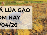 Giá Lúa Gạo Hôm Nay Ngày 22/4/2026: Đi Ngang Cuối Vụ