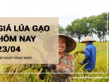 Giá lúa gạo hôm nay ngày 23/04/2024: giá gạo nguyên liệu IR 504 tăng 100 đồng/kg