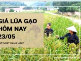 Giá lúa gạo hôm nay ngày 23/05/2024: Giá gạo nhiều loại bật tăng