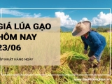 Giá lúa gạo hôm nay ngày 23/06/2024: Giá gạo tăng nhẹ 50 đồng/kg