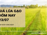 Giá lúa gạo hôm nay ngày 23/07/2024: Giá lúa giảm nhẹ 200 đồng/kg