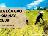 Giá lúa gạo hôm nay ngày 23/08/2024: Giá lúa giảm 200 đồng/kg, giá gạo duy trì ổn định