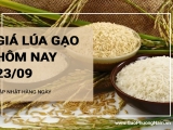 Giá lúa gạo hôm nay ngày 23/09/2024: Giá gạo tăng cao; giá lúa ổn định