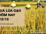 Giá lúa gạo hôm nay ngày 23/10/2024: Thị trường không có nhiều biến động