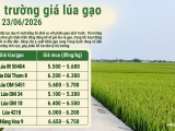 Giá lúa gạo hôm nay 23/6/2026: Thị trường trong nước ổn định