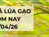 Giá Lúa Gạo Hôm Nay Ngày : 23/4/2026: Thị Trường Ổn Định