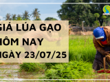 Giá Lúa Gạo Hôm Nay Ngày 23/7/2025: Gạo Nguyên Liệu, Xuất Khẩu Khởi Sắc