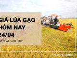 Giá lúa gạo hôm nay ngày 24/04/2024: Gạo phụ phẩm tiếp tục xu hướng tăng