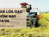 Giá lúa gạo hôm nay ngày 24/06/2024: Giá gạo đồng loạt tăng