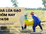 Giá lúa gạo hôm nay ngày 24/08/2024: Mặt hàng gạo tăng từ 100 - 150 đồng/kg