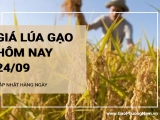 Giá lúa gạo hôm nay ngày 24/09/2024: Giao dịch lúa mới chậm, giá gạo thấp