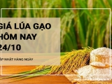 Giá lúa gạo hôm nay ngày 24/10/2024: Giá gạo xuất khẩu giảm. Thị trường giao dịch ổn định