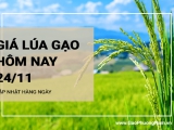 Giá lúa gạo hôm nay ngày 24/11/2023: Giá gạo xuất khẩu quay đầu giảm 5 USD/tấn