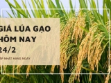 Giá lúa gạo hôm nay ngày 24/2 tại Đồng bằng sông Cửu Long chững lại và đi ngang sau phiên điều chỉnh giảm