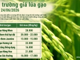 Giá lúa gạo hôm nay 24/6/2026: Thị trường xuất khẩu ổn định