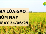 Giá Lúa Gạo Hôm Nay Ngày 24/6/2025: Thị Trường Lặng Sóng, Giá Neo Vững