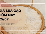 Giá lúa gạo hôm nay ngày 25/07/2024: Giá lúa tăng giảm trái chiều từ 100-200 đồng/kg