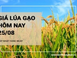 Giá lúa gạo hôm nay ngày 25/08/2024: Giá lúa tăng, giảm trái chiều