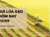 Giá lúa gạo hôm nay ngày 25/09/2024: Giảm với mặt hàng lúa và gạo