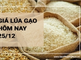 Giá lúa gạo hôm nay ngày 25/12/2023: Nguồn gạo về ít, giá lúa ở mức cao
