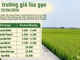 Giá lúa gạo hôm nay ngày 25/6/2026: Gạo Jasmine giảm 1.000 đồng/kg, gạo nguyên liệu ổn định 