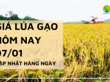 Giá lúa gạo hôm nay ngày 07/01/2024: Giá gạo các loại có xu hướng tăng