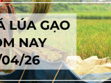 Giá Lúa Gạo Hôm Nay Ngày 25/4/2026: Lúa Tươi Giảm Nhẹ