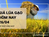 Giá lúa gạo hôm nay ngày 26/04/2024: Giá lúa tăng đồng loạt