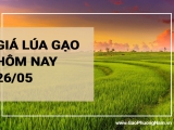 Giá lúa gạo hôm nay ngày 26/05/2024: Không biến động nhiều với cả lúa và gạo