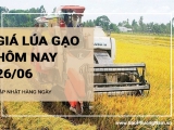 Giá lúa gạo hôm nay ngày 26/06/2024: Giá gạo xuất khẩu bất ngờ tăng nhẹ