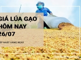 Giá lúa gạo hôm nay ngày 26/07/2024: Giá lúa tăng từ 100-300 đồng/kg