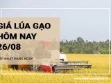 Giá lúa gạo hôm nay ngày 26/08/2024: Giá gạo tăng 50-150 đồng/kg