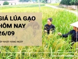 Giá lúa gạo hôm nay ngày 26/09/2024: Giá tấm OM 5451 tăng mạnh 1.000đồng/kg