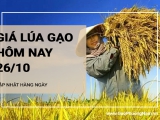 Giá lúa gạo hôm nay ngày 26/10/2024: Giá lúa tăng, giảm trái chiều