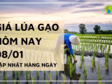 Giá lúa gạo hôm nay ngày 08/01/2024: Giá lúa Đông Xuân neo ở mức cao