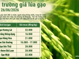 Giá lúa gạo hôm nay ngày 26/6/2026: Phụ phẩm khởi sắc 