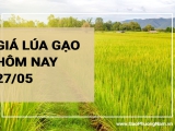 Giá lúa gạo hôm nay ngày 27/05/2024: Tiếp tục ổn định với cả lúa và gạo