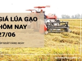 Giá lúa gạo hôm nay ngày 27/06/2024:  Giá gạo nguyên liệu giảm 100-150 đồng/kg