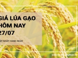 Giá lúa gạo hôm nay ngày 27/07/2024: Giá lúa tăng từ 100 đồng/kg