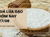 Giá lúa gạo hôm nay ngày 27/08/2024: Gạo thành phẩm IR 504 tăng nhẹ 50 đồng/kg