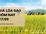 Giá lúa gạo hôm nay ngày 27/09/2024: Giá lúa giảm 200 đồng/kg, gạo xuất khẩu ở mức thấp