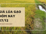 Giá lúa gạo hôm nay ngày 27/12/2023: Giá lúa gạo duy trì ổn định